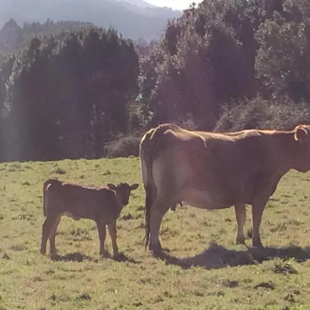 Holiday home Casa Luis “el Ferre”